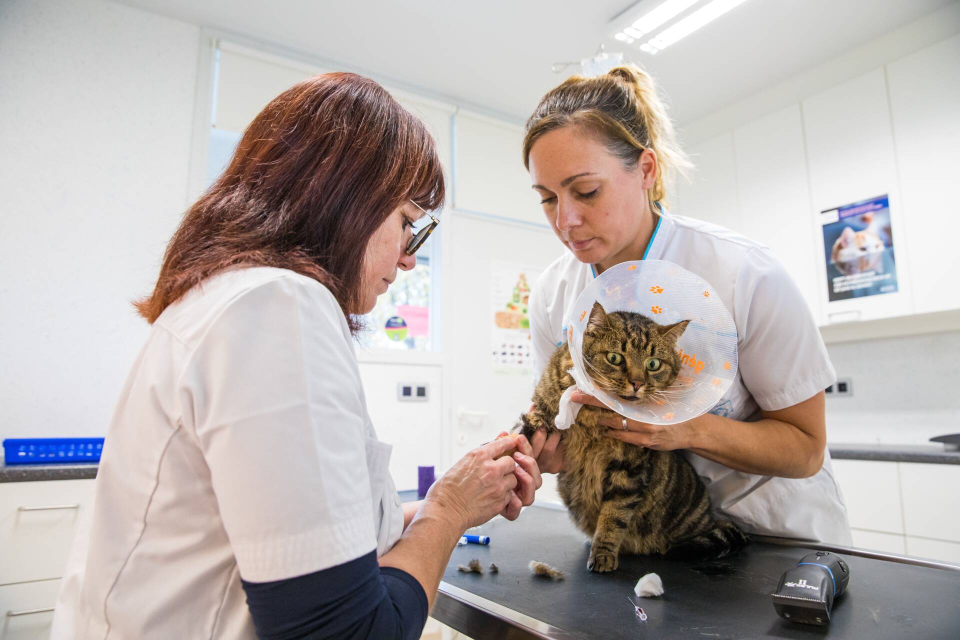 Dierenartsenpraktijk Malfliet - dierenarts Dendermonde-min